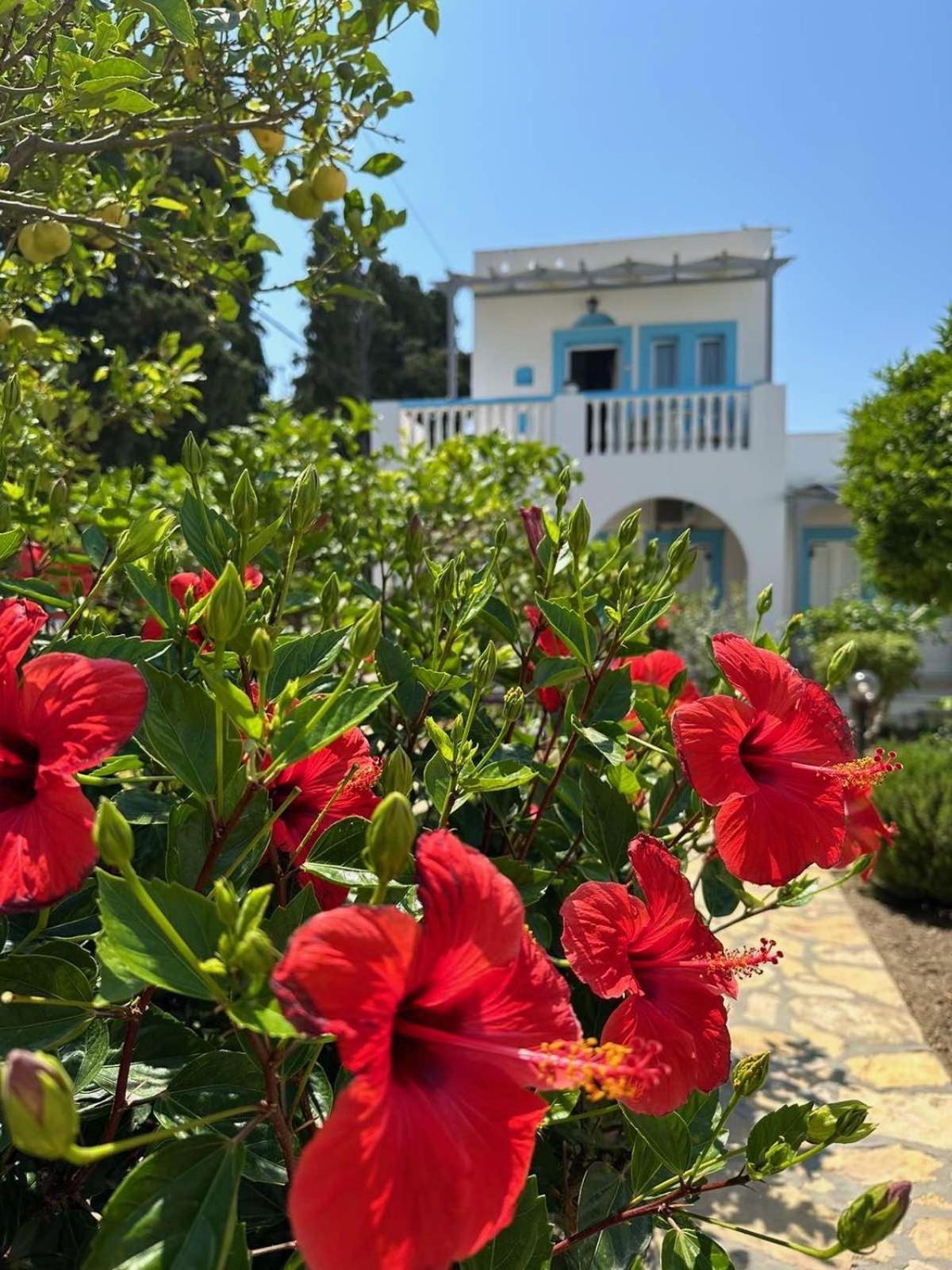 Effie'S Studios Alinda  Dış mekan fotoğraf